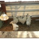 그린티 민박 이미지