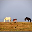 신흥목장 이미지