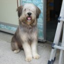 봉실이네 이미지