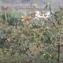 곡성곶감 영농조합법인 이미지