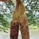 신월주유소 이미지