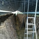 김용수농장 이미지