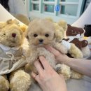 달링하이 강아지분양 밀양점 이미지