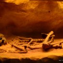 전곡선사박물관 이미지