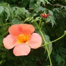 능소화 [Chinese trumpet creeper,Campsis grandiflora] 이미지