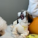 개캉스 살롱 이미지