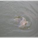 봉재 낚시터 이미지