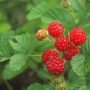 봉산중학교 이미지