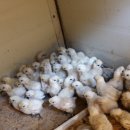 태성농장3 이미지