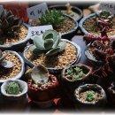 도토리우주선 이미지