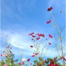 시인의마음 이미지