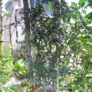 ★10. 신비복숭아 티벳대추 이미지