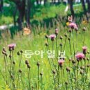 들꽃세상 이미지