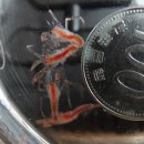 LARVA STAGE 이미지