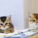 펫하임 강아지 고양이 이미지