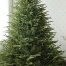 트리트리 이미지