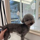 멍멍깍까 이미지