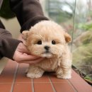 강아지분양 고양이분양 포근퍼피 | 양산애견분양 마음 먹었다면 확인할 후기