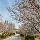 벚꽃주택 이미지