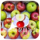 호준농장 | 여름 햇사과 수확/양평 호준이장터농장
