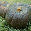 슬기네 농장 이미지