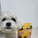 리틀바이트 | 초소형견 노령견 말티숑 사료 추천 닥터소프트 웰 well 리틀바이트