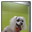 둘리애견미용샵 이미지