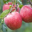 달콤한 사과이야기 이미지