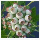 미르농장 이미지