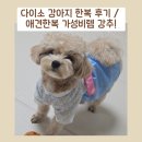다이소 강아지 한복 후기/애견한복 가성비템 강추!