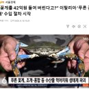 꽃게나라 이미지