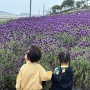 종달새 노래할 때 이미지