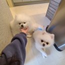 #케이펍스타펫샵(kpupstar펫샵) | 애견동반가능 및 애견용품판매 커피가 맛있는 지행역 카페 &#39;준나커피&#39;