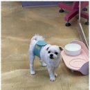 사랑펫살롱 이미지