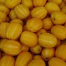 금도령식품 | 언양참외(彦陽 苽, 眞果,靑瓜,Korean melon)