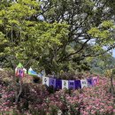월아산 우드랜드 | 2025 진주 월아산 수국축제