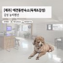 [제주] 애견동반 숙소: 농띠펜션 (감성숙소&amp;독채)
