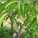 호두나무 이미지