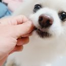 라라펫스튜디오 네이버블로그
