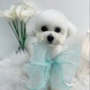 단비네펫살롱 이미지