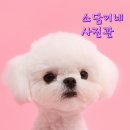 GS25 송산1단지점 | 의정부스튜디오 반려견프로필 소담이네 사진관 후기