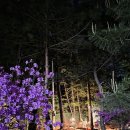 꽃내라 팜 | 다섯 번째 캠핑) 5월의 강원도 고성 꽃내라팜 캠핑장 A-3 후기 feat '망까' 페인트볼 서바이벌.