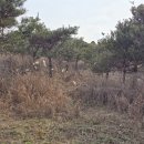 조형주유소 이미지