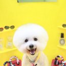 쁘띠그루밍 이미지