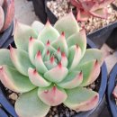 대아수퍼 이미지