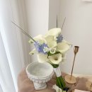 오델드 플레르 이미지