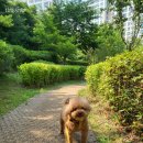 벨라펫살롱 이미지