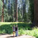 자이언트포레스트 이미지