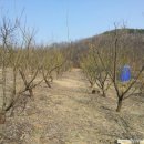 삼막골농원 이미지