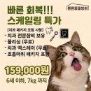 송파구/ 6세 포메라니안 '땅콩이'의 안전한 마취 전 정밀 검진 &amp; 치과 스케일링 일지 / 위례튼튼 동물병원
